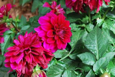 Grandahlia™ Dahlia Deep Red