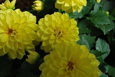 Grandahlia™ Dahlia Yellow