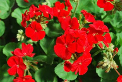 Multibloom™ Pelargonium 'Red'