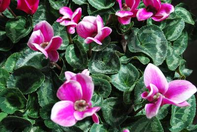 Laser™ Snowridge Cyclamen (intermediate) Purple 