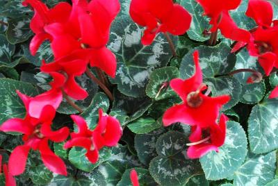 Laser Synchro™ Cyclamen (intermediate) Scarlet 