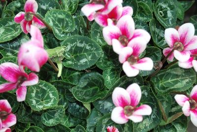 Laser™ Snowridge Cyclamen (intermediate) 'Wine'