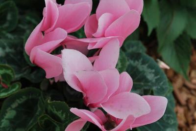 Rainier™ Cyclamen (Standard) Light Pink with Eye 