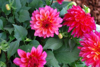 Grandahlia™ Dahlia Sunrise