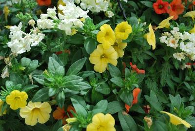 Kwik Kombos™ COMBO 'Sour Patch™ Mix'