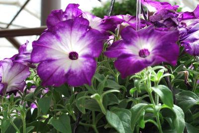 Syngenta Flowers, Inc.: Sanguna® Petunia Radiant Blue 