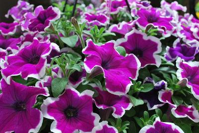 Syngenta Flowers, Inc.: Sanguna® Petunia Picotee Punch 