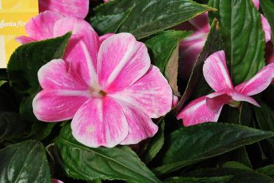 Syngenta Flowers, Inc.: Sonic® Impatiens Magic Pink 