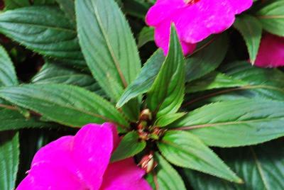 Super Sonic® Impatiens Lilac 