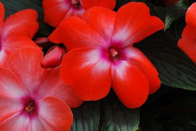 Syngenta Flowers, Inc.: Super Sonic® Impatiens Orange Ice 