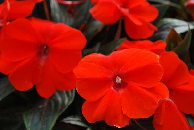 Super Sonic® Impatiens Flame 