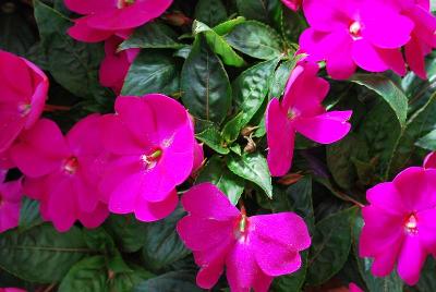 Florific™ New Guinea Impatiens 'Violet'