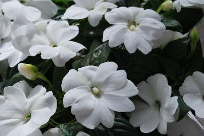 Florific™ New Guinea Impatiens 'White'
