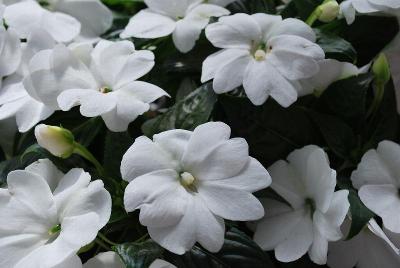Florific™ New Guinea Impatiens White 