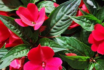 Florific&trade; New Guinea Impatiens Red 