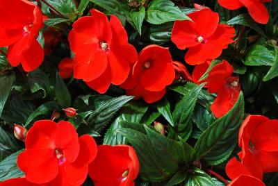 Florific™ New Guinea Impatiens 'Orange'