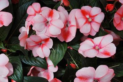 Florific&trade; New Guinea Impatiens Sweet Orange 