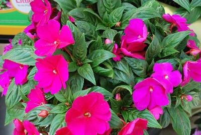 Florific&trade; New Guinea Impatiens Violet 