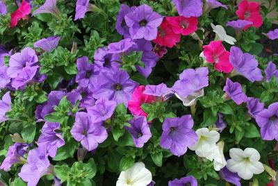 Kwik Kombos&trade; COMBO 'Sanguna&reg; Summer Cooler&trade; Mix'