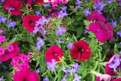 Kwik Kombos™ COMBO 'Night in Pompeii™ Mix'