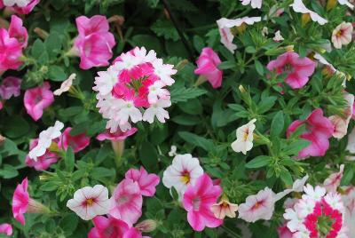 Kwik Kombos™ COMBO 'Cherry Blossom™ Mix'