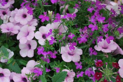 Kwik Kombos&trade; COMBO 'Plum-tastic&trade; Mix'