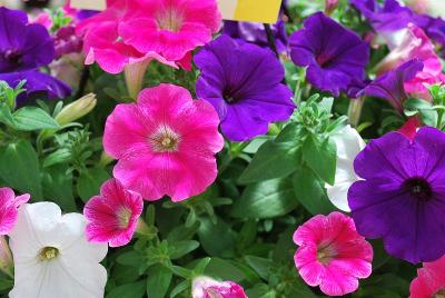 Kwik Kombos&trade; COMBO 'Sanguna&reg; Punk Rock&trade; Mix'