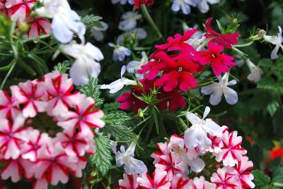 Kwik Kombos&trade; COMBO 'Cranberry Bliss&trade; Mix'