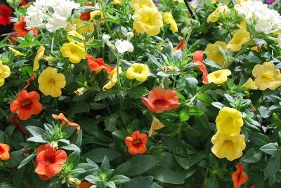 Kwik Kombos&trade; COMBO 'Sour Patch&trade; Mix'