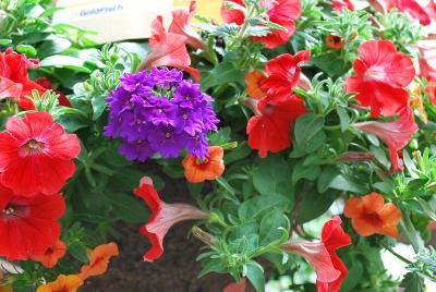 Kwik Kombos™ COMBO 'Southwestern Summer™ Mix'