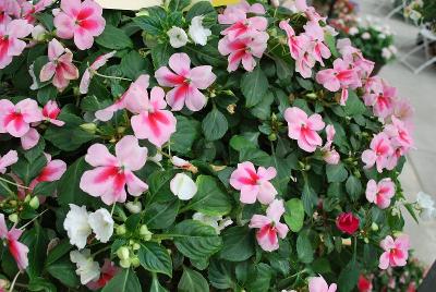 Kwik Kombos&trade; COMBO 'Spellbound&reg; Sweetheart&trade; Mix'