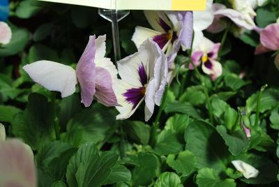 WonderFall&trade; Pansy, trailing 'Lavender Picotee Shades'