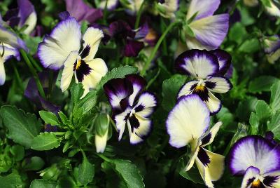 WonderFall™ Pansy, trailing 'Blue Picotee Shades'