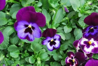 WonderFall™ Pansy, trailing 'Purple and Blue Shades'