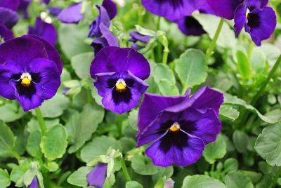 WonderFall&trade; Pansy, trailing 'Blue with Blotch'