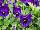 WonderFall™ Pansy, trailing Blue with Blotch 