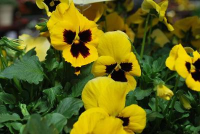 WonderFall™ Pansy, trailing 'Yellow with Blotch'