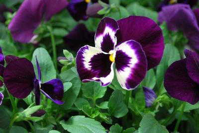 WonderFall&trade; Pansy, trailing 'Purple with Face'
