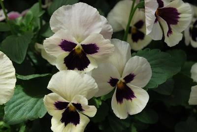 WonderFall™ Pansy, trailing 'Lavender Picotee Shades'
