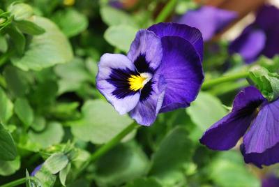 WonderFall™ Pansy, trailing 'Blue with Blotch'