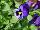 WonderFall™ Pansy, trailing Blue with Blotch 