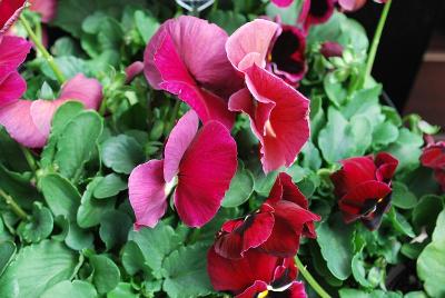 Delta Premium™ Pansy, Large Flowered Rose with Blotch 