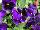 Delta Premium™ Pansy, Large Flowered Blue with Blotch 