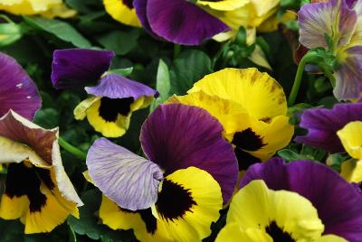 Delta Premium™ Pansy, Large Flowered Yellow with Purple Wing 