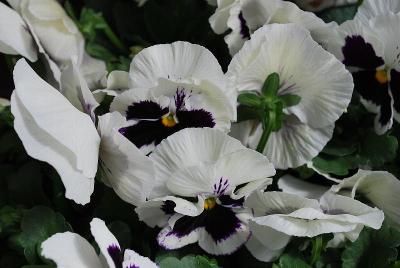 Delta Premium™ Pansy, Large Flowered White with Blotch 