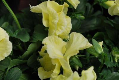 Delta Premium™ Pansy, Large Flowered Pure Primrose 