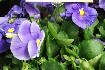 Delta Premium™ Pansy, Large Flowered True Blue 