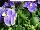 Delta Premium™ Pansy, Large Flowered True Blue 