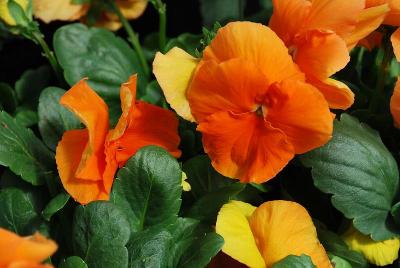 Delta Premium™ Pansy, Large Flowered Pure Orange 