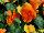 Delta Premium™ Pansy, Large Flowered Pure Orange 
